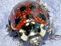 Anatis ocellata